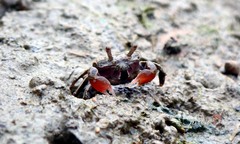 Ilyoplax formosensis