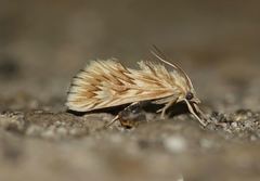 Cynaeda dentalis