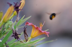Xylocopa californica