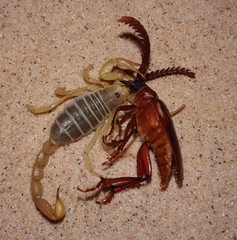 Paruroctonus utahensis