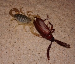 Paruroctonus utahensis