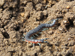 Scolopendra laeta