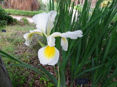 Iris spuria