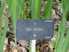Iris spuria