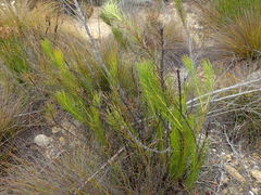 Protea subulifolia