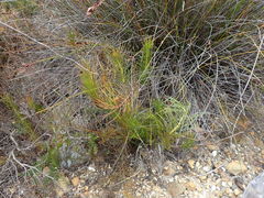 Protea subulifolia