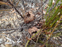 Protea subulifolia