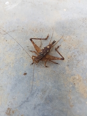 Cardiodactylus borneoe