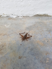 Cardiodactylus borneoe