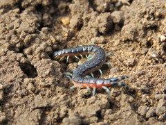 Scolopendra laeta