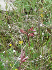 Anacamptis papilionacea papilionacea