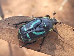 Chlorobapta frontalis