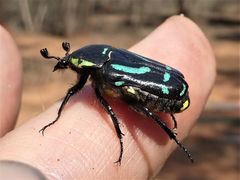 Chlorobapta frontalis