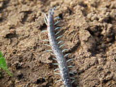 Scolopendra laeta