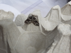 Electrophaes corylata