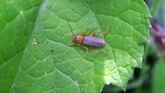 Cantharis lateralis
