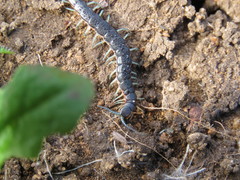 Scolopendra laeta