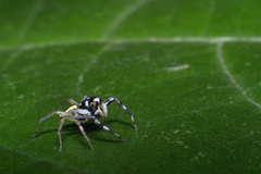 Phintelloides versicolor