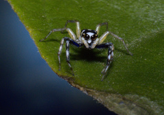 Phintelloides versicolor