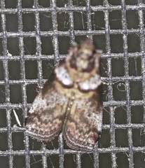 Conobathra hemichlaena