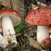 Rosy Brittlegill - Photo (c) 2011-05-14_Russula_lepida_146790.jpg, some rights reserved (CC BY-SA)