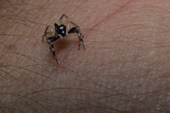 Phintelloides versicolor