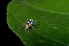 Phintelloides versicolor