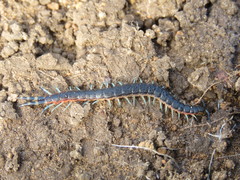 Scolopendra laeta