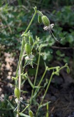 Silene lemmonii
