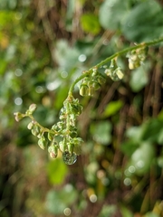 Rumex scutatus