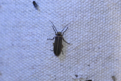 Pseudozonitis labialis