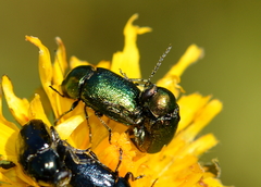 Cryptocephalus aureolus