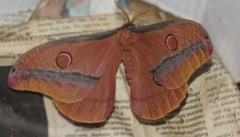 Opodiphthera loranthi