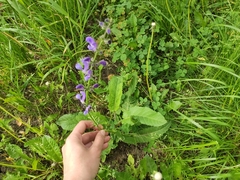 Salvia pratensis