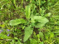 Salvia pratensis
