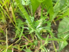 Salvia pratensis