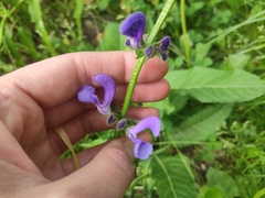 Salvia pratensis