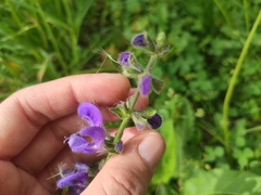 Salvia pratensis