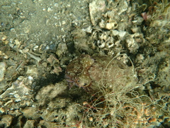 Sepia plangon