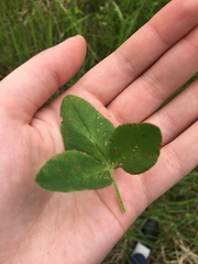 Trifolium hybridum