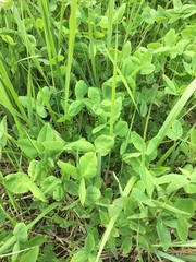 Trifolium hybridum