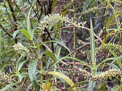 Veronica stricta stricta