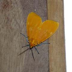 Asota borbonica