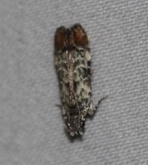 Hypatima