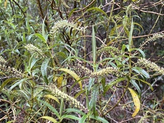 Veronica stricta stricta