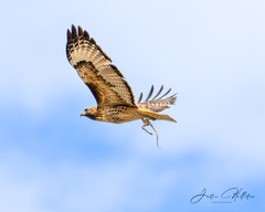 Buteo jamaicensis