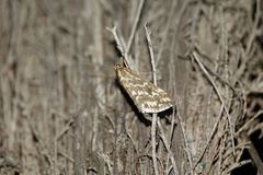 Evergestis frumentalis