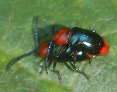 Phyllocharitini