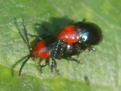 Phyllocharitini