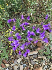 Campanula komarovii